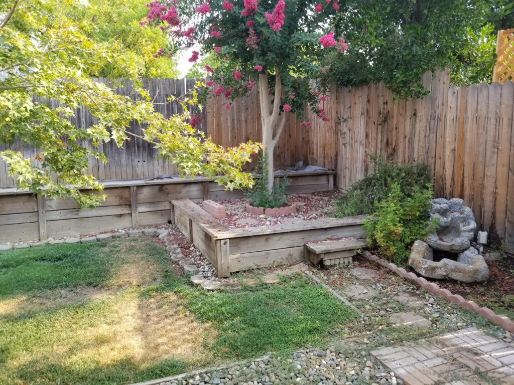 Photo of Craype Myrtle in Backyard
